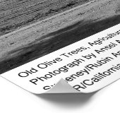 Old Olive Trees, University of California, Davis Poster (Hoek)