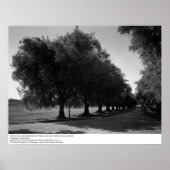 Old Olive Trees, University of California, Davis Poster (Voorkant)