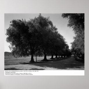 Old Olive Trees, University of California, Davis Poster