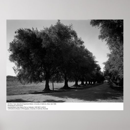 Old Olive Trees, University of California, Davis Poster (Voorkant)