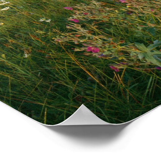 Old Park Service cabine in de Cut Bank Valley Poster (Hoek)