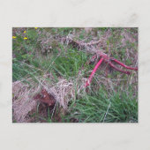 Old Red Bike Briefkaart (Voorkant)