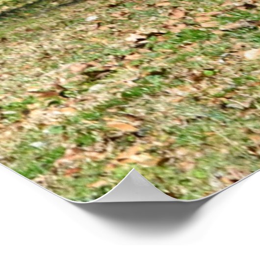 Old Rustic Barn Shed Poster (Hoek)