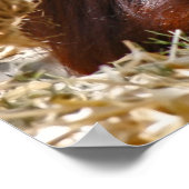 "Old Soul" Poster (Hoek)