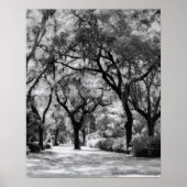 Old Southern Walkway Poster (Voorkant)