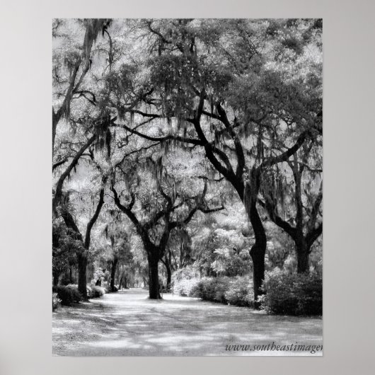 Old Southern Walkway Poster (Voorkant)