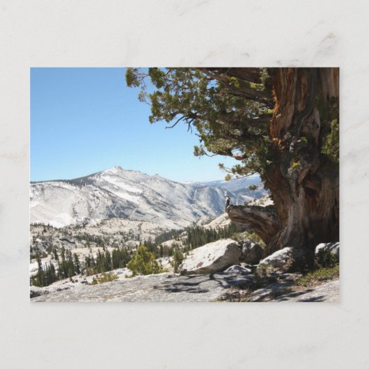 Old Tree at Yosemite National Park Briefkaart (Voorkant)