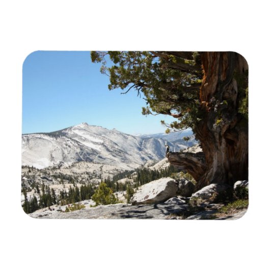 Old Tree at Yosemite National Park Magneet (Horizontaal)