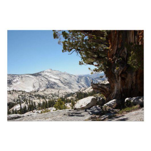 Old Tree at Yosemite National Park Perfect Poster (Voorkant)
