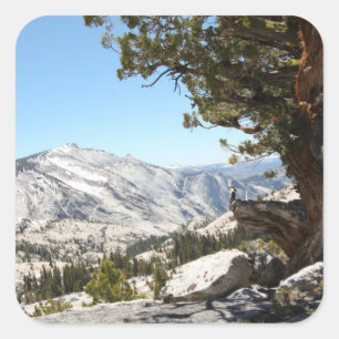 Old Tree at Yosemite National Park Vierkante Sticker