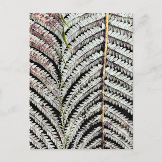 Old Tree Fern Frond Briefkaart (Voorkant)