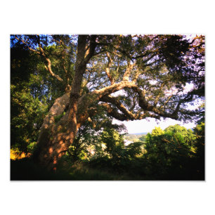 Old Tree Kodak Professional fotopapier (satijn) Foto Afdruk