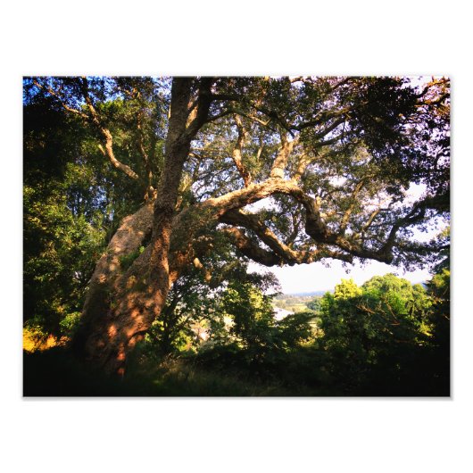 Old Tree Kodak Professional fotopapier (satijn) Foto Afdruk (Voorkant)