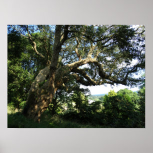 Old Tree Photo Value Poster papier (mat)
