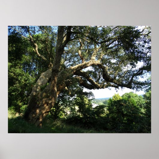 Old Tree Photo Value Poster papier (mat) (Voorkant)