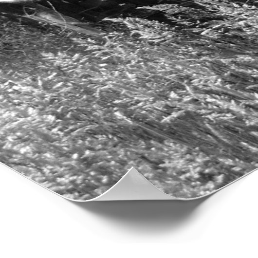 Old Trucks Junkyard Poster (Hoek)