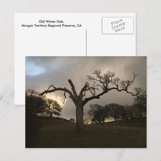 Old Winter Oak Briefkaart (Voorkant / Achterkant)