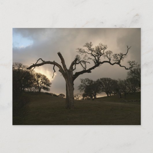 Old Winter Oak Briefkaart (Voorkant)