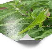 Old World Lizard aka Chameleon Foto Afdruk (Hoek)