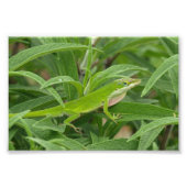 Old World Lizard aka Chameleon Foto Afdruk (Voorkant)