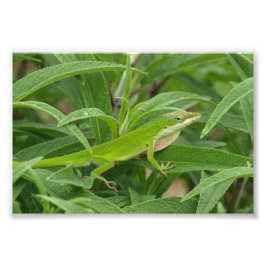 Old World Lizard aka Chameleon Foto Afdruk