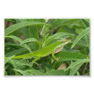 Old World Lizard aka Chameleon Foto Afdruk