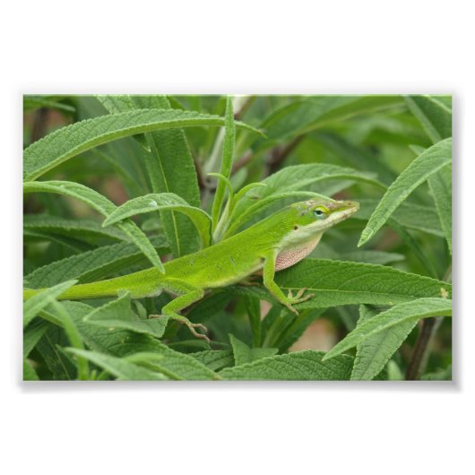 Old World Lizard aka Chameleon Foto Afdruk (Voorkant)