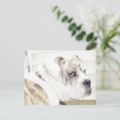 Olde English Bulldogge briefkaart (Staand voorkant)
