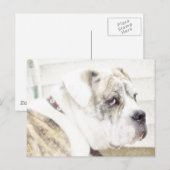 Olde English Bulldogge briefkaart (Voorkant / Achterkant)