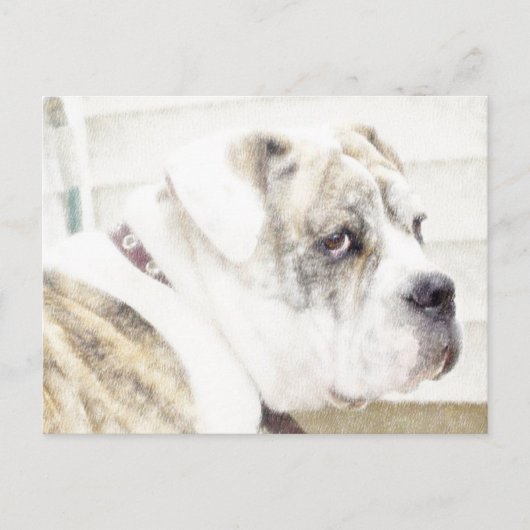 Olde English Bulldogge briefkaart (Voorkant)