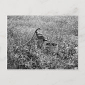 Olden Day Pomp Briefkaart (Voorkant)