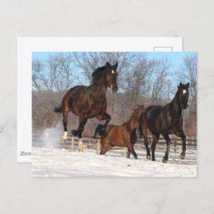 Oldenburg en Hanoverian Mares in Snow Briefkaart