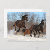 Oldenburg en Hanoverian Mares in Snow Briefkaart (Voorkant / Achterkant)