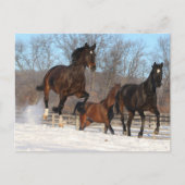 Oldenburg en Hanoverian Mares in Snow Briefkaart (Voorkant)