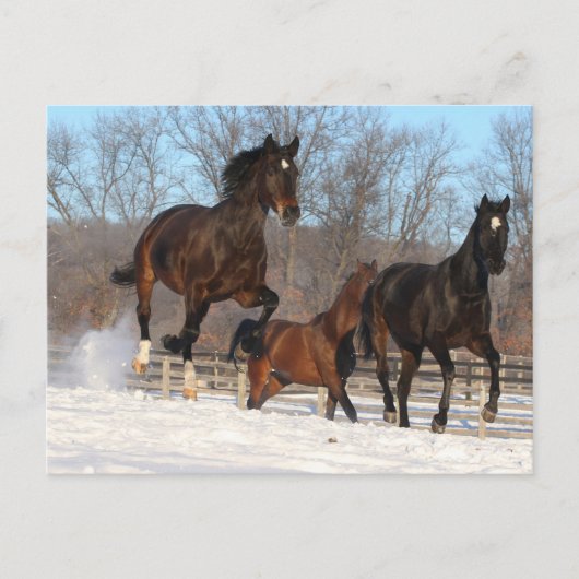 Oldenburg en Hanoverian Mares in Snow Briefkaart (Voorkant)