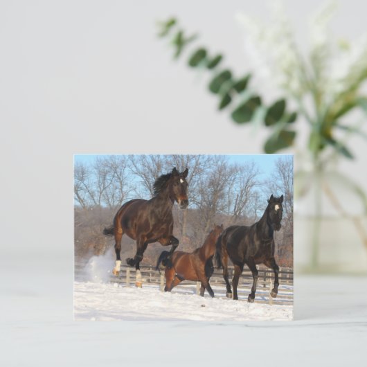 Oldenburg en Hanoverian Mares in Snow Briefkaart (Staand voorkant)