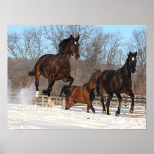 Oldenburg en Hanoverian Mares in Snow Poster