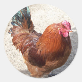 Ole Red Rooster Ronde Sticker