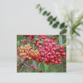 Oleander Berries December OBX Briefkaart (Staand voorkant)