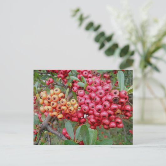 Oleander Berries December OBX Briefkaart (Staand voorkant)