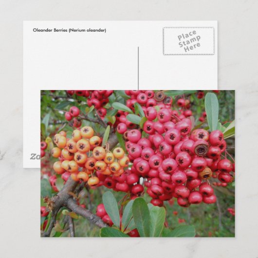 Oleander Berries December OBX Briefkaart (Voorkant / Achterkant)