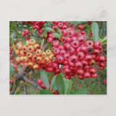 Oleander Berries December OBX Briefkaart (Voorkant)