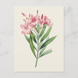 Oleander Botanische Illustratie Briefkaart