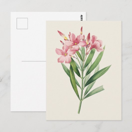  Oleander Botanische Illustratie Briefkaart (Voorkant / Achterkant)
