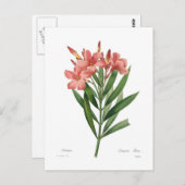 Oleander Briefkaart (Voorkant / Achterkant)