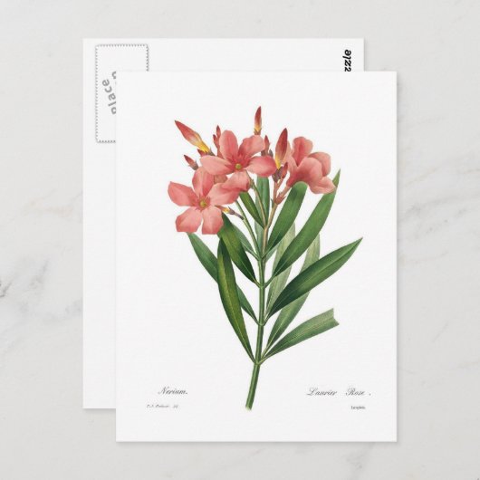 Oleander Briefkaart (Voorkant / Achterkant)