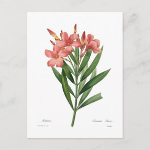 Oleander Briefkaart