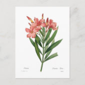 Oleander Briefkaart (Voorkant)