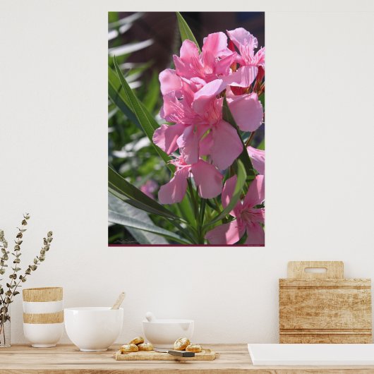 Oleander Poster -24x36 - andere beschikbare format (Keuken)