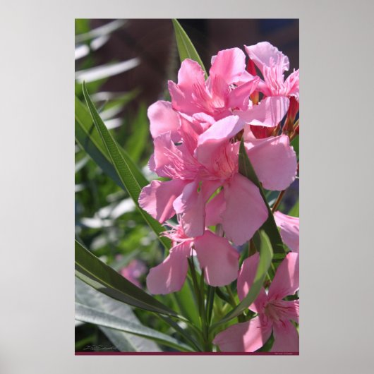 Oleander Poster -24x36 - andere beschikbare format (Voorkant)